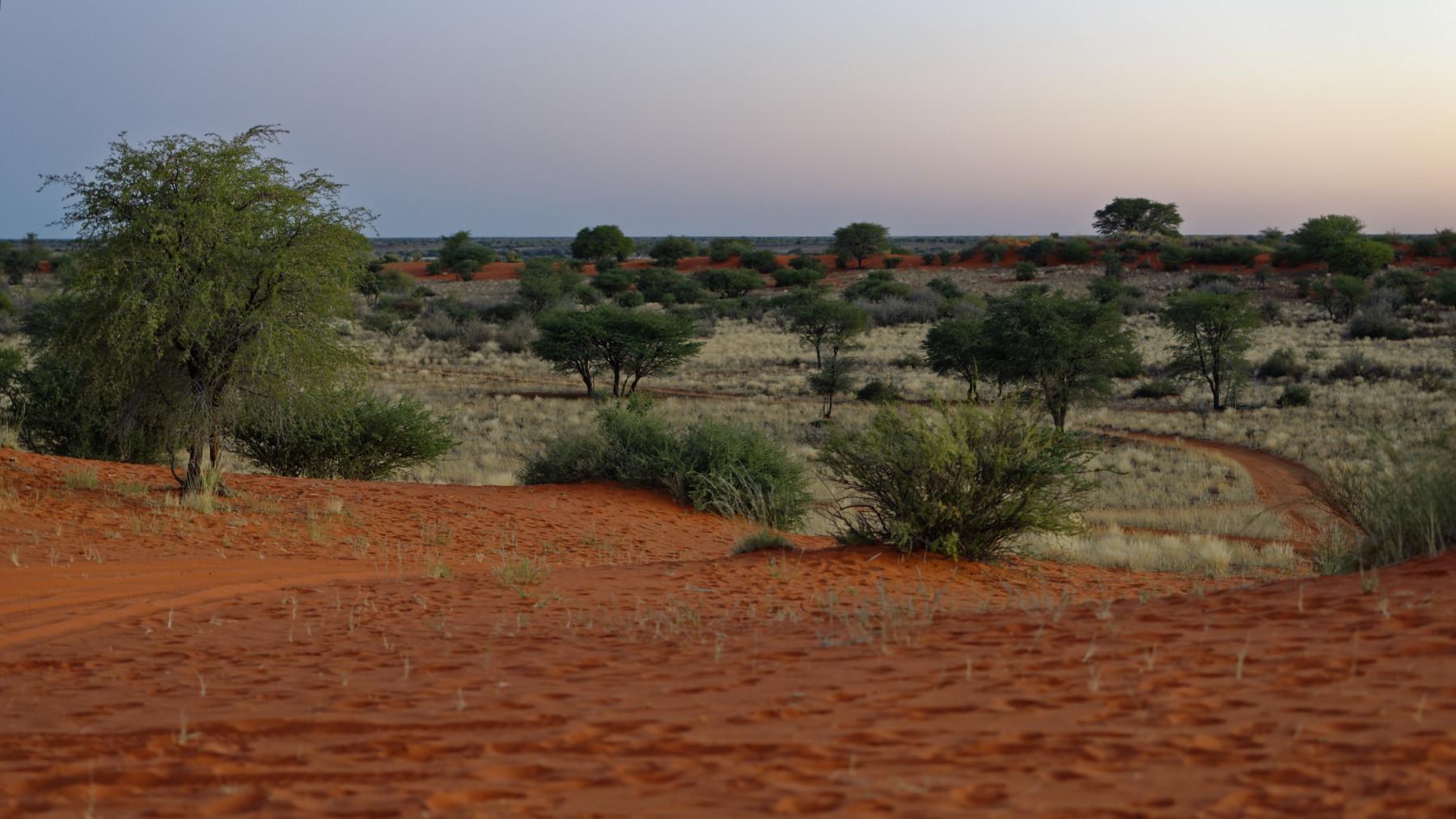 Kalaharie roter Sand